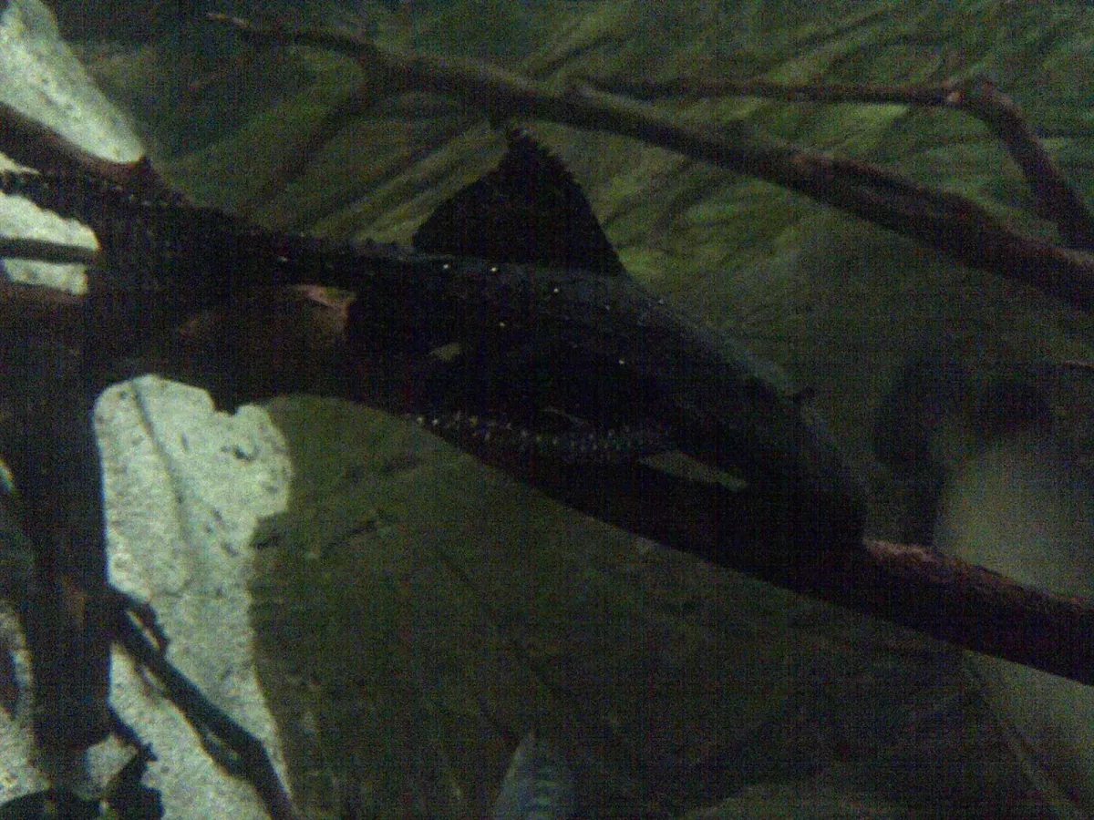 Adonis pleco