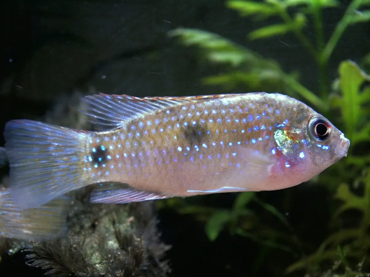 African butterfly cichlid