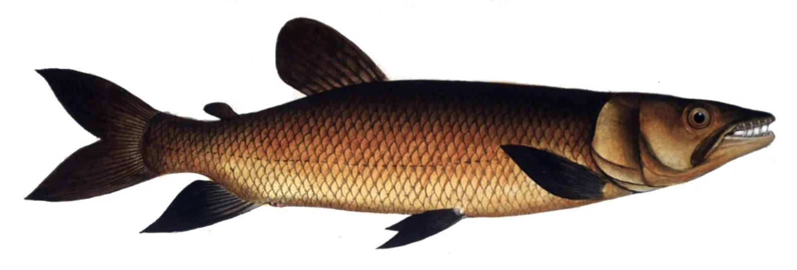 African pike characin