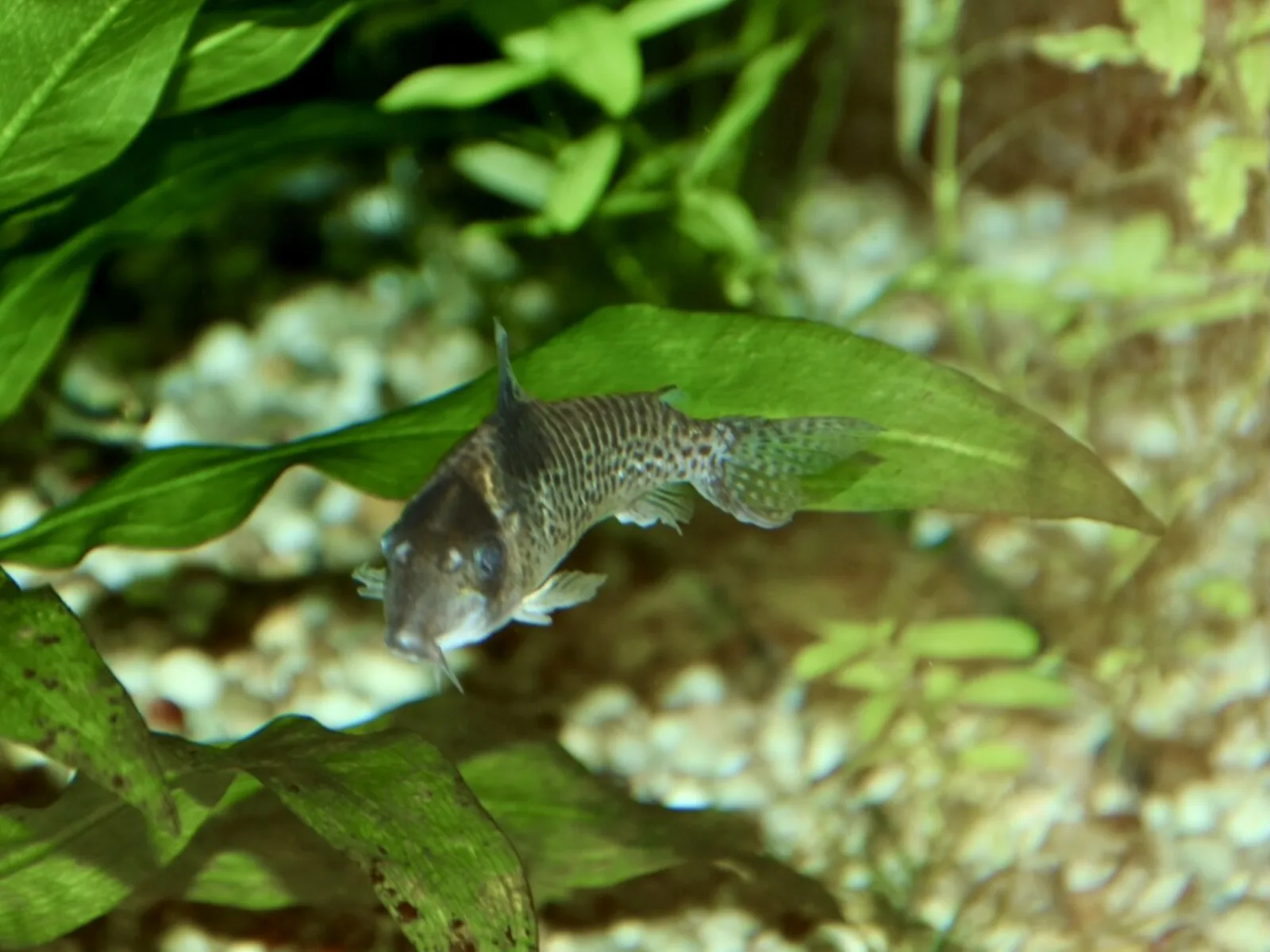 Agassiz's corydoras