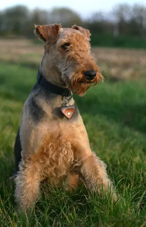 Airedale Terrier