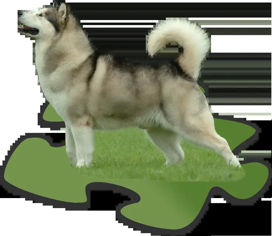Alaskan Malamute