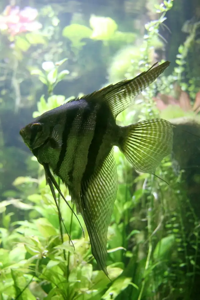 Altum angelfish