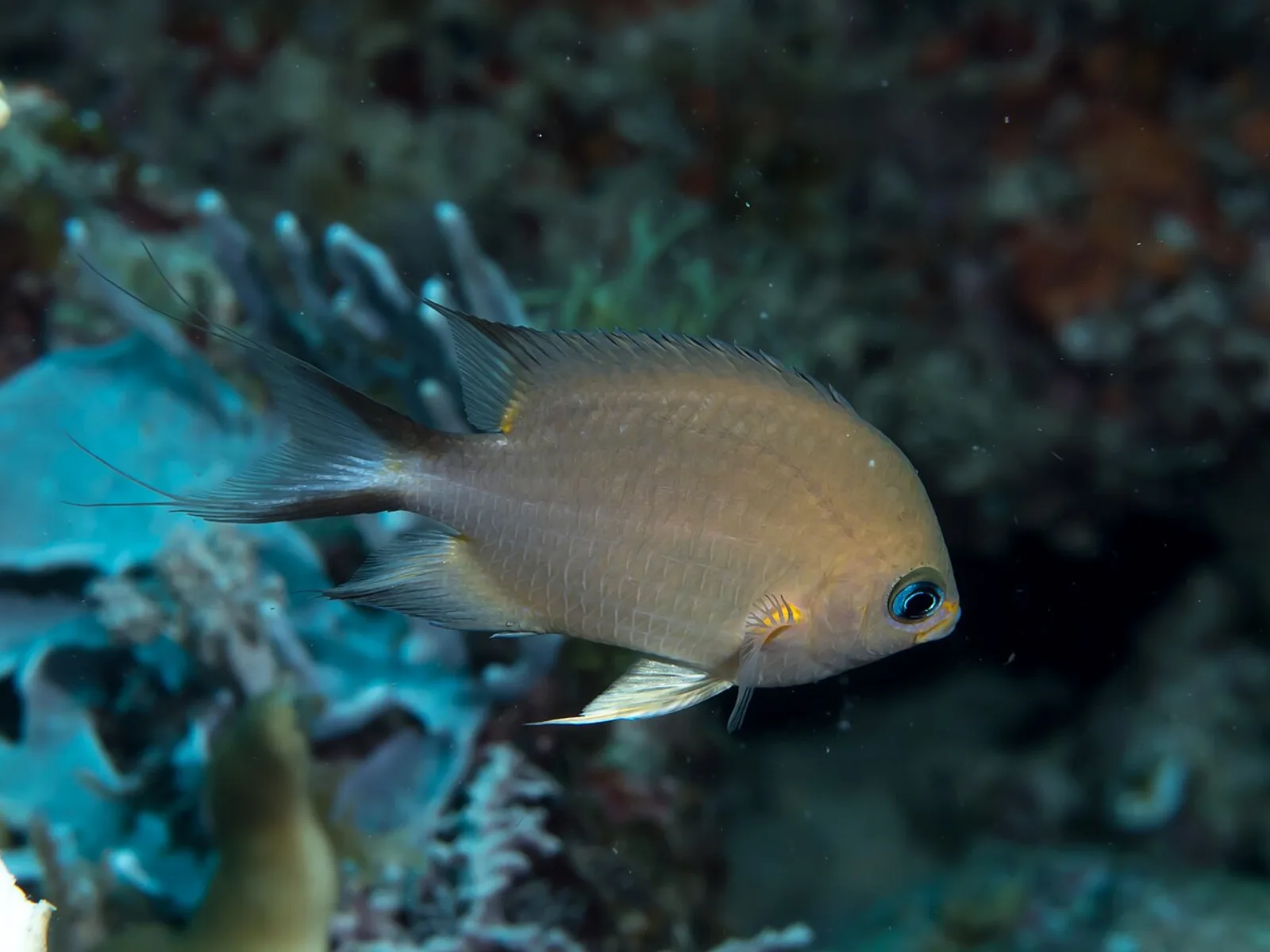 Ambon chromis