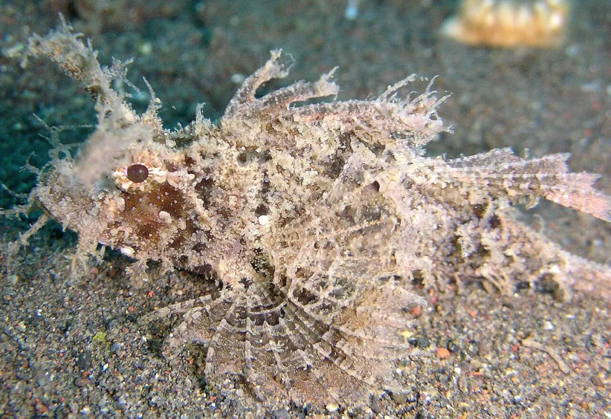 Ambon scorpionfish