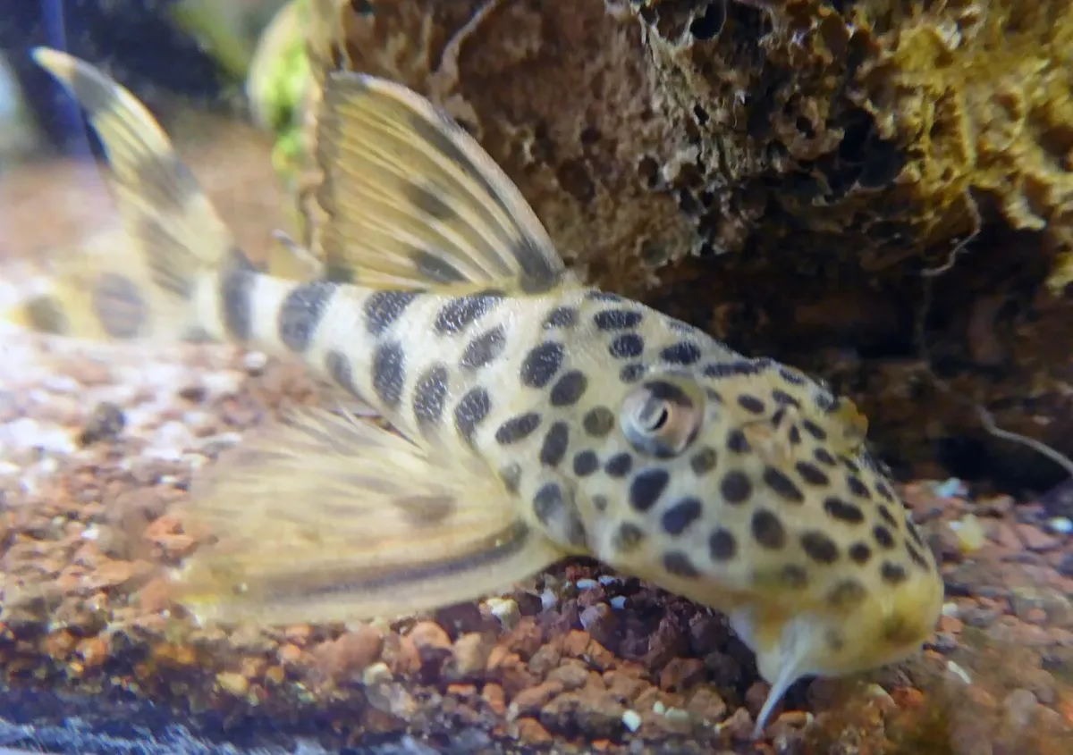 Ancistomus spp