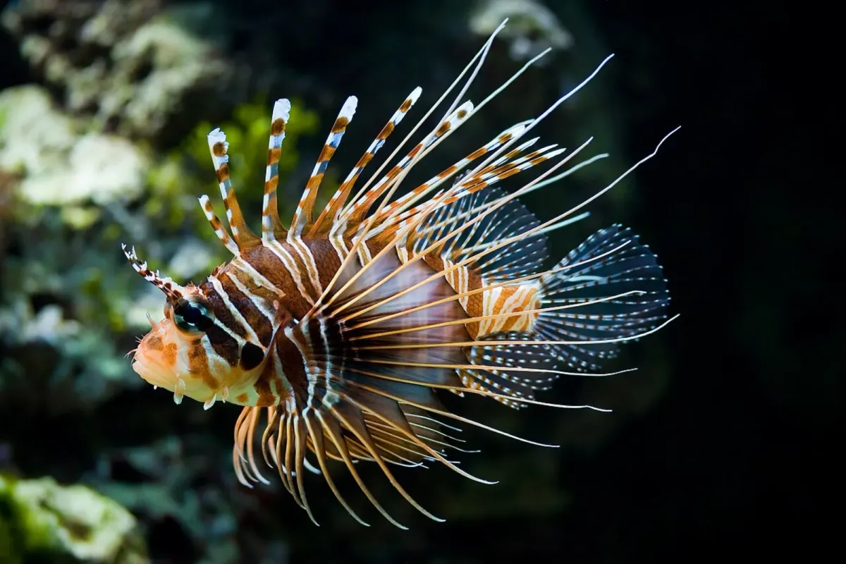 Antenneta lionfish