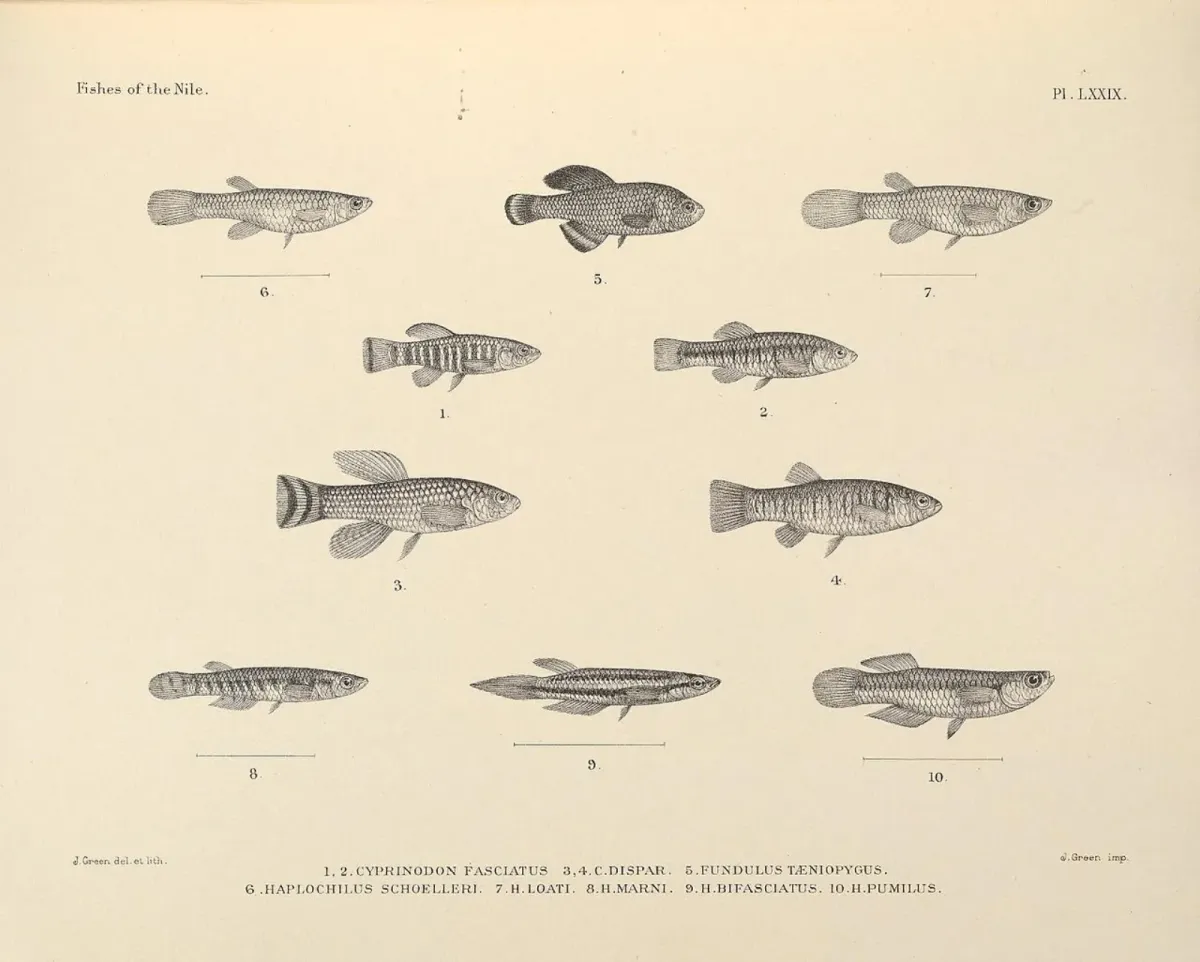 Arabian toothcarp