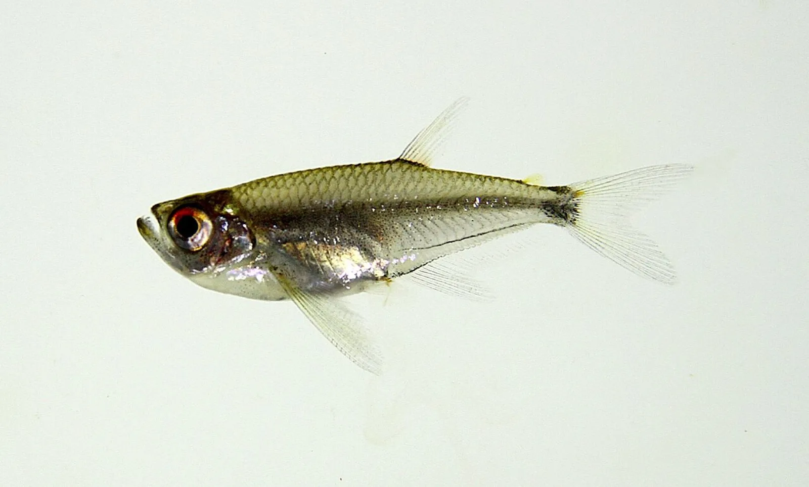 Arowana tetra