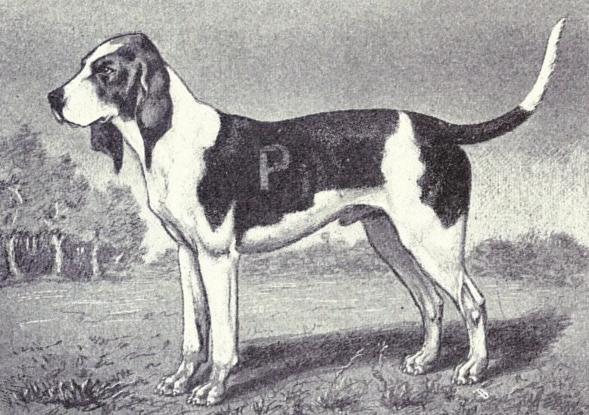 Artois Hound