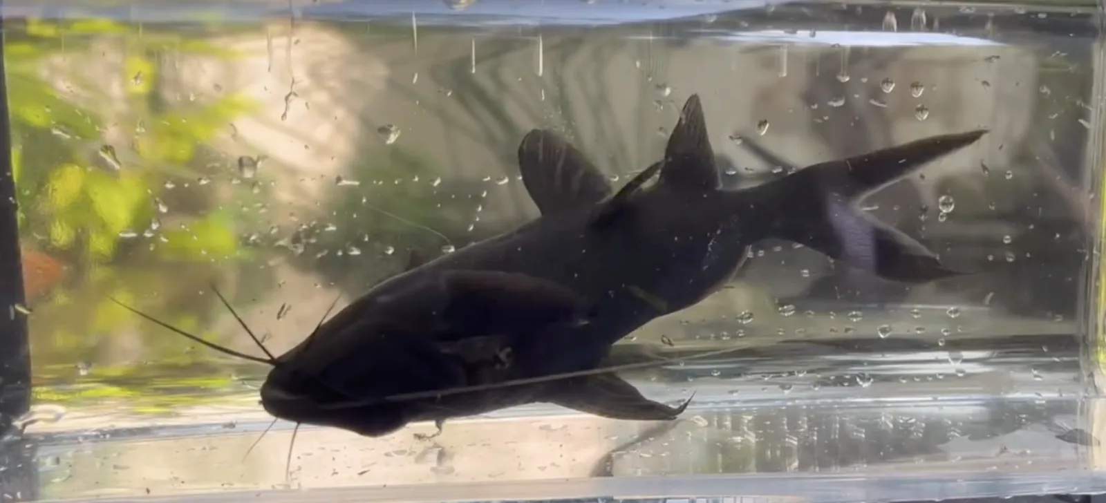 Asian upside down catfish