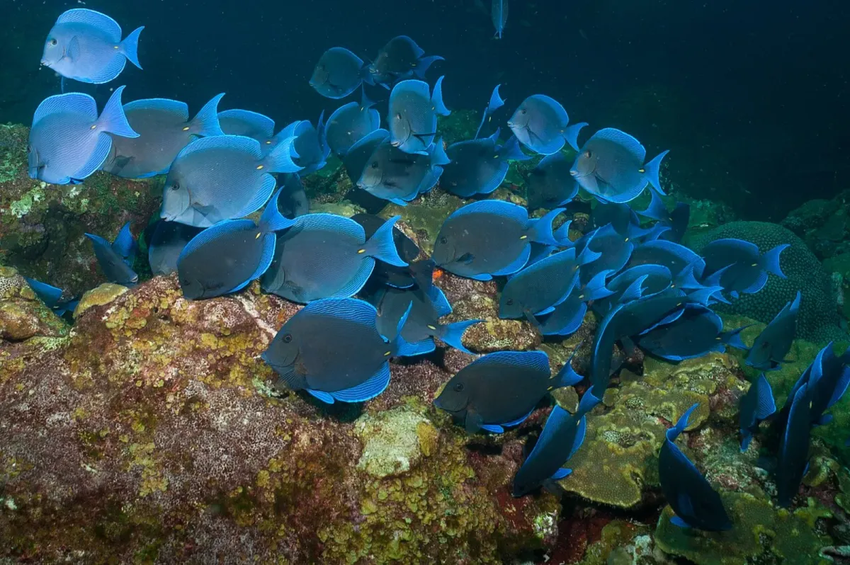 Atlantic blue tang