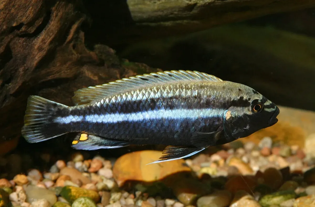 Auratus cichlid
