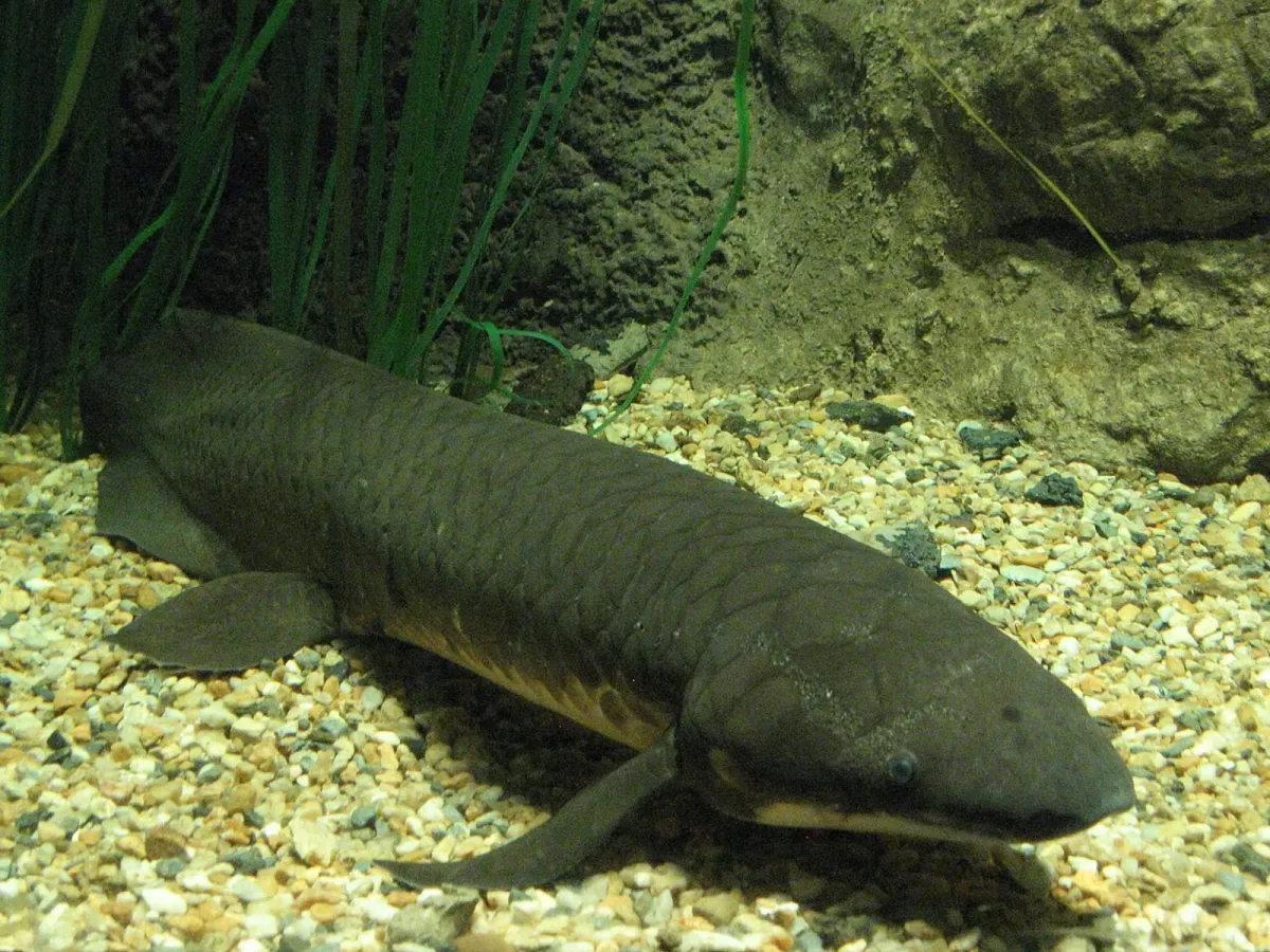 Australian lungfish