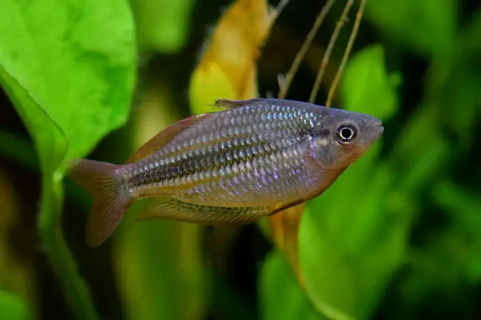 Australian rainbowfish