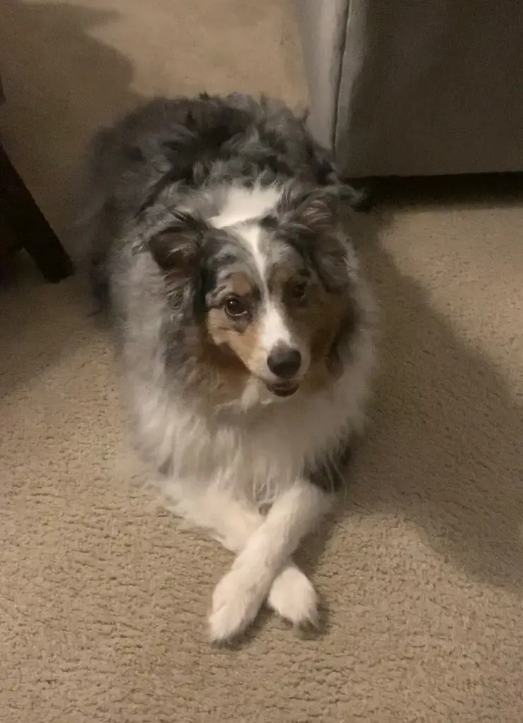 Australian Shepherd
