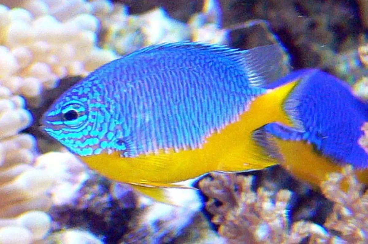 Azure damsel