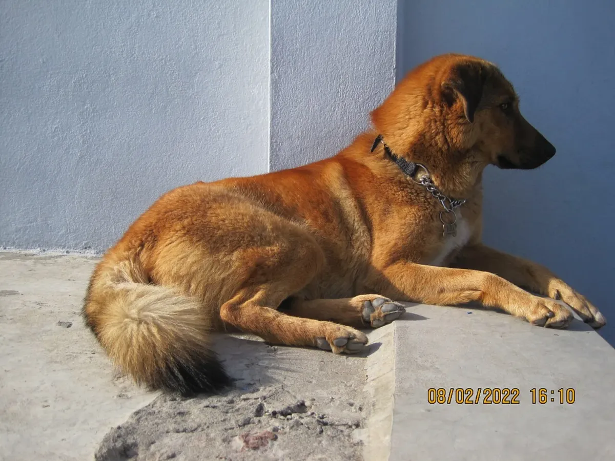 Bakharwal