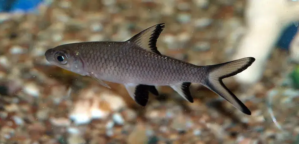 Bala shark