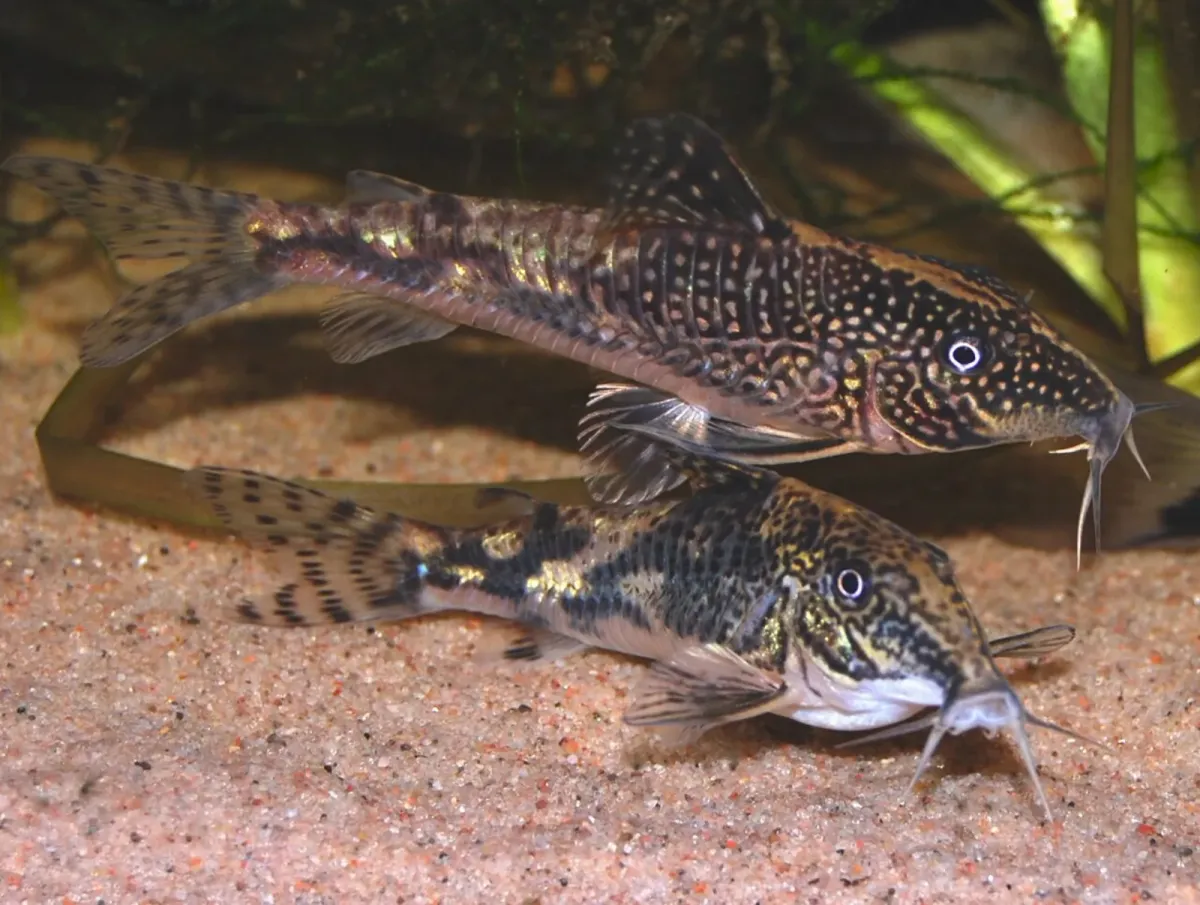 Banded corydoras