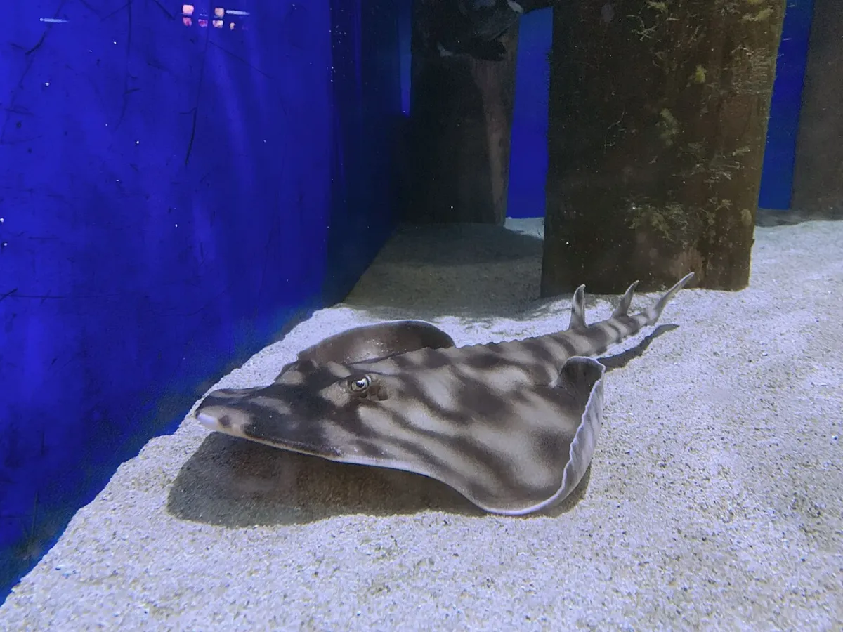 Banded guitarfish