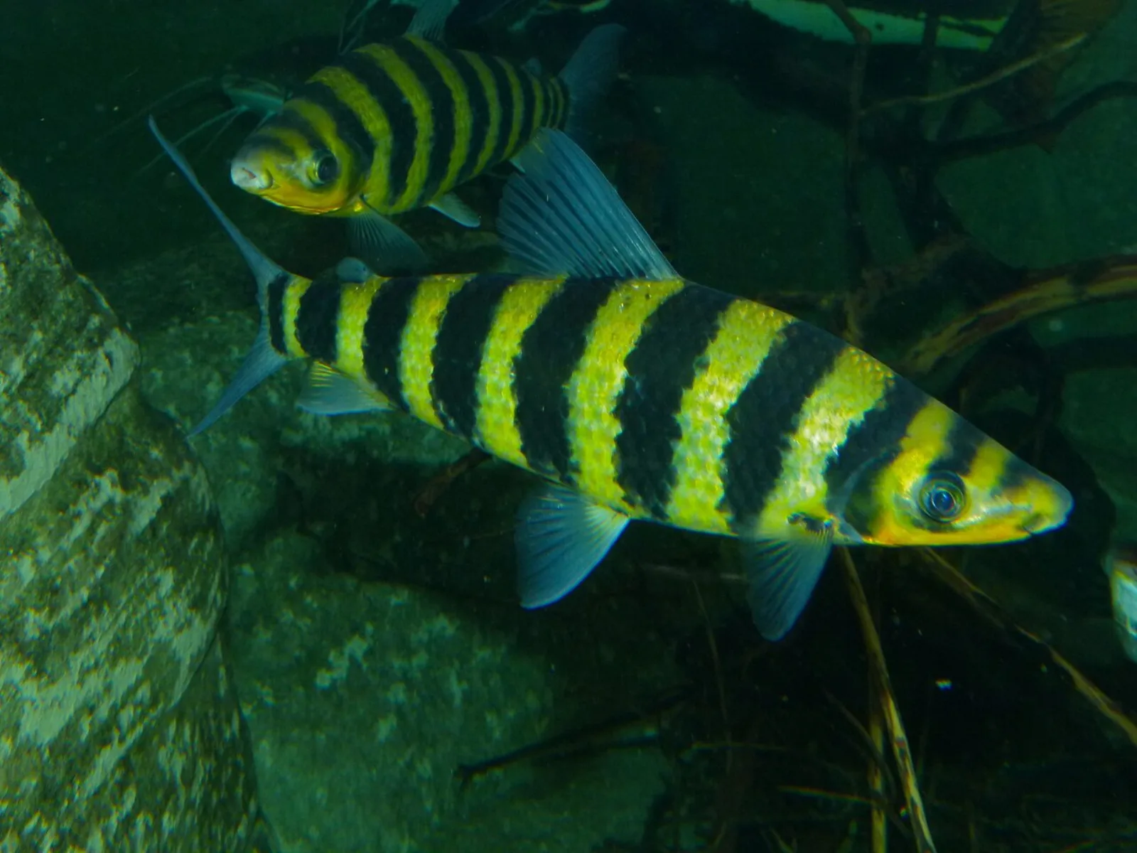Banded leporinus