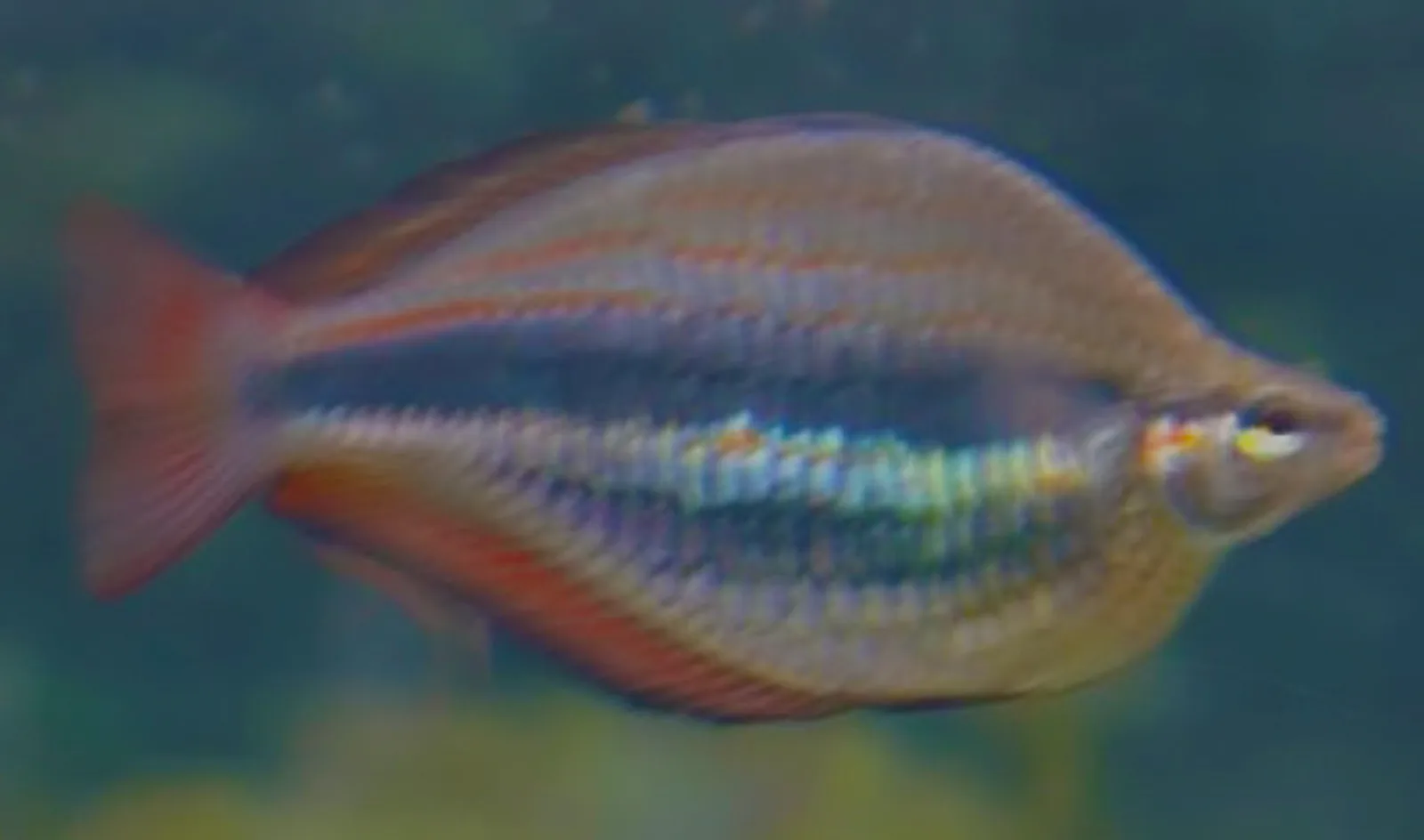 Banded rainbowfish