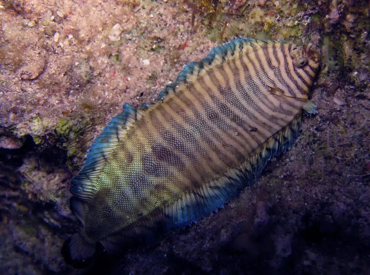 Banded sole