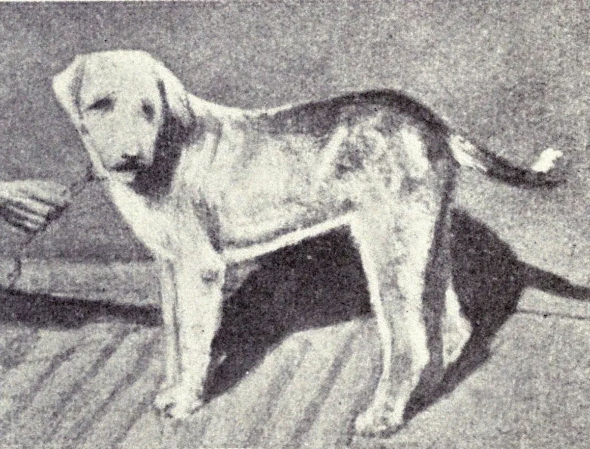 Banjara Hound