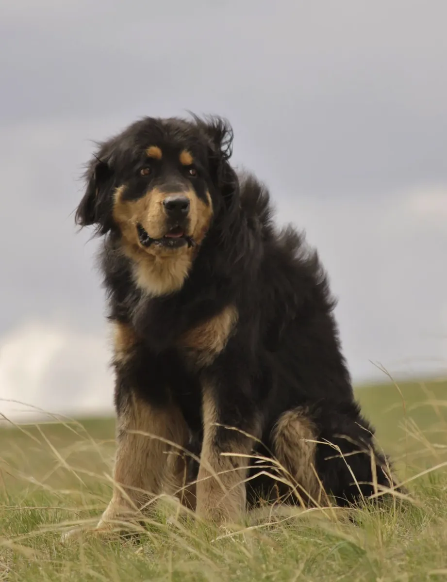 Bankhar Dog