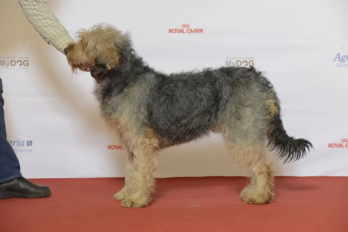 Barak hound