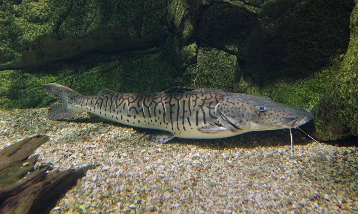 Barred sorubim