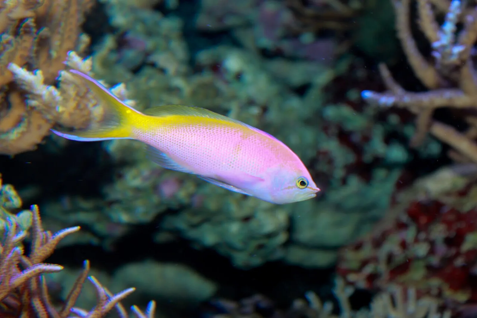 Bartlett's anthias