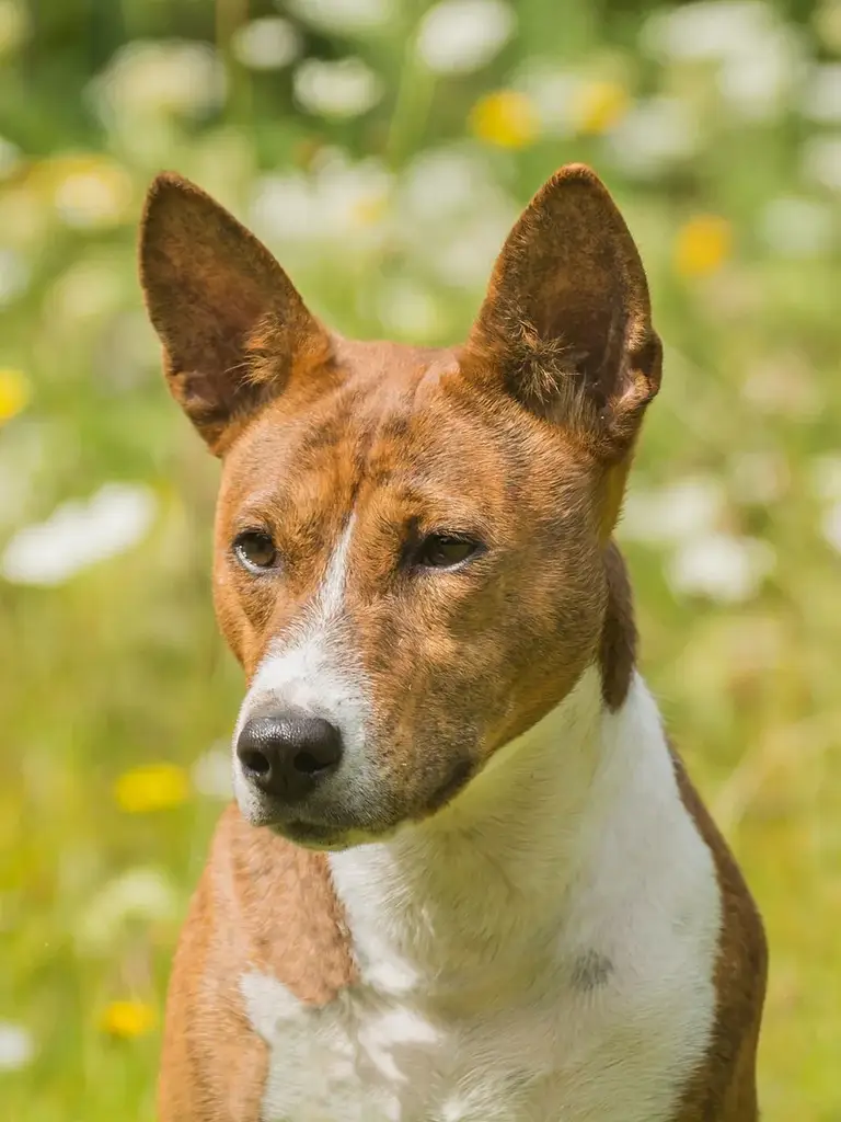Basenji