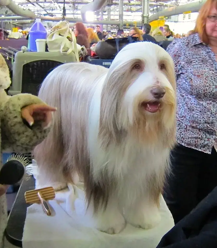Bearded Collie