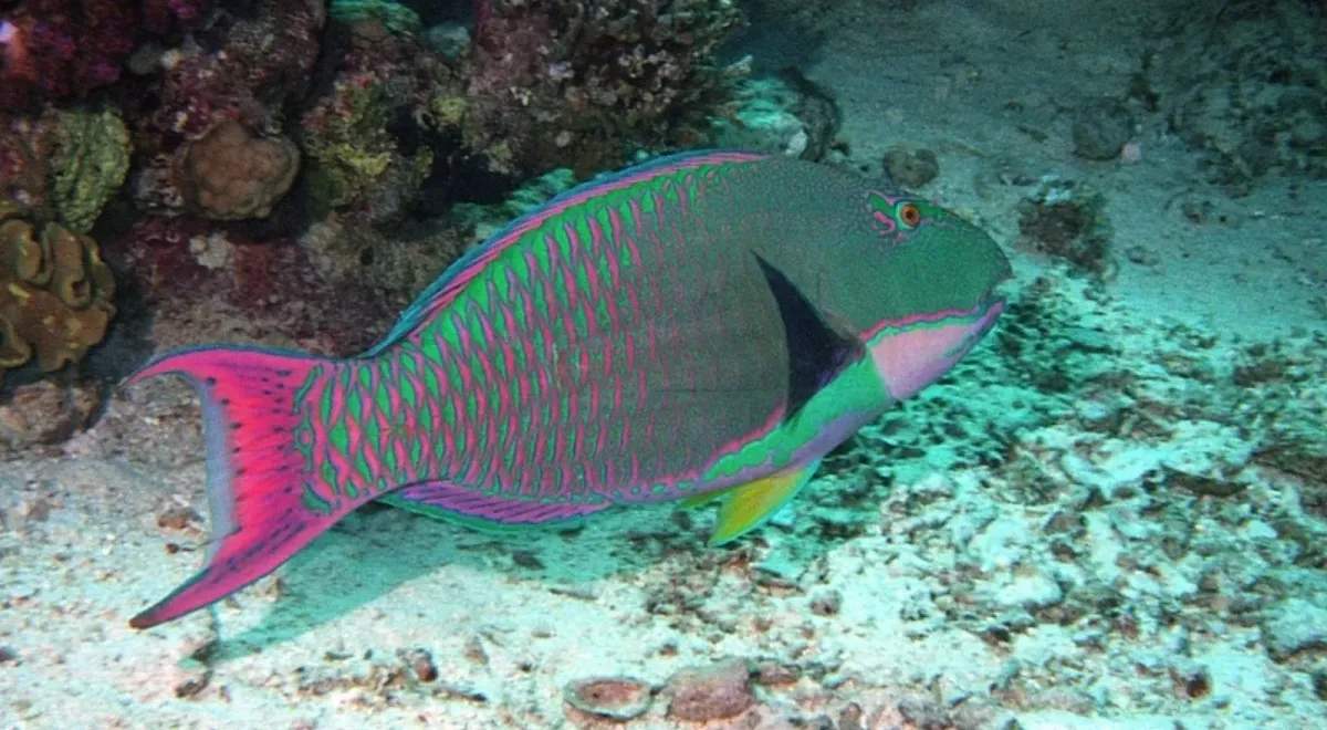 Bicolor parrotfish
