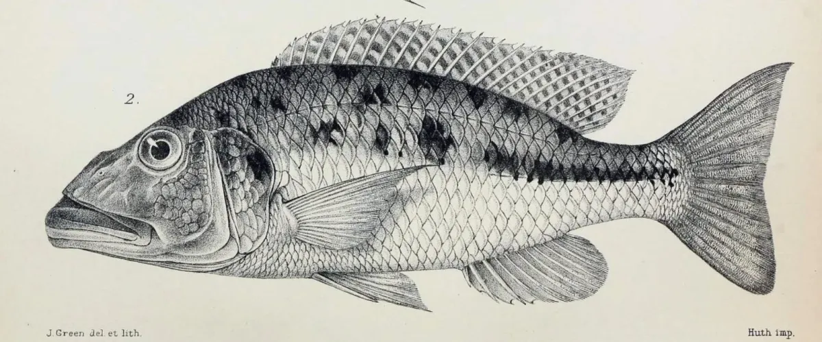 Big-mouth hap