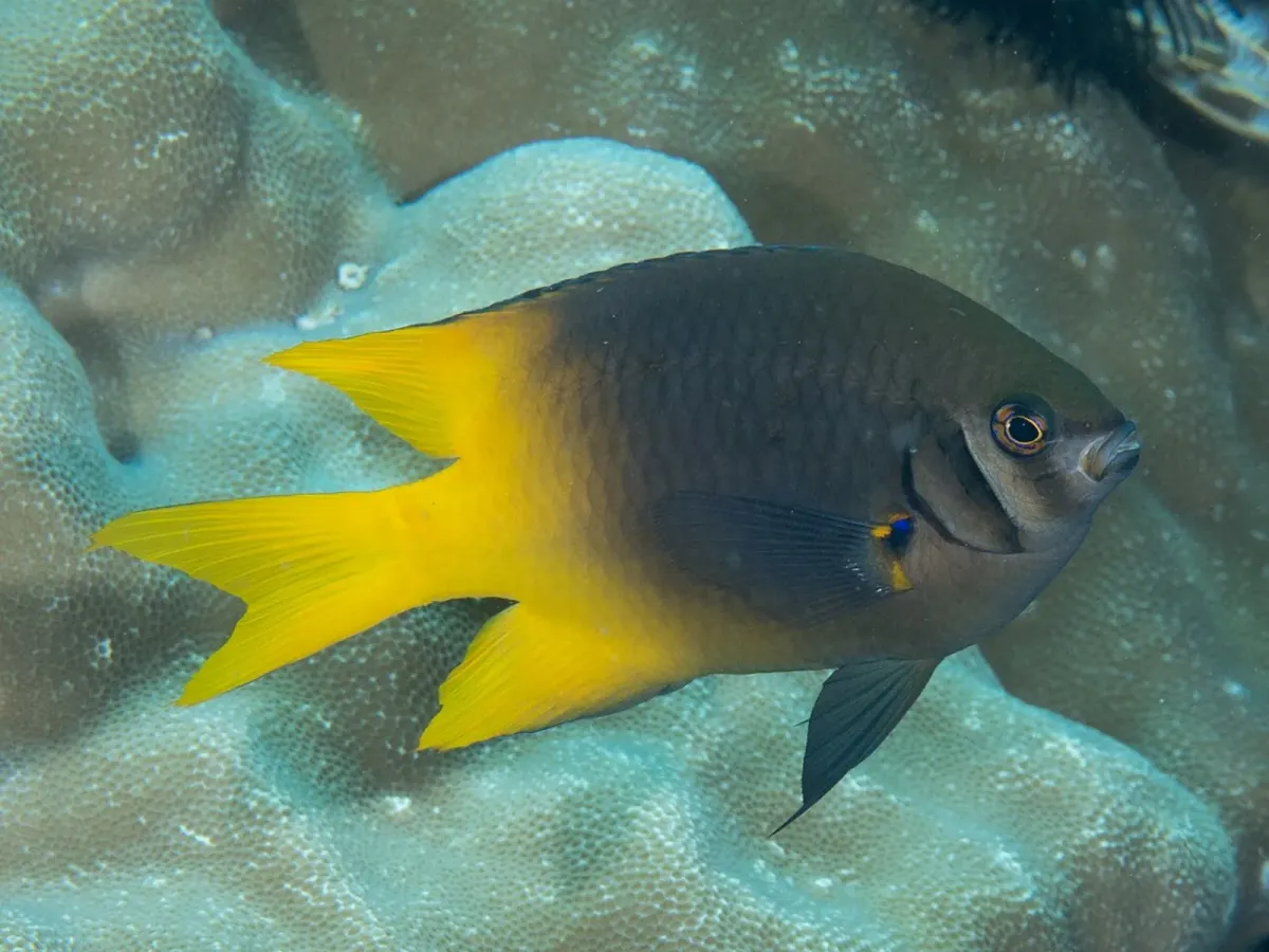 Black and gold chromis