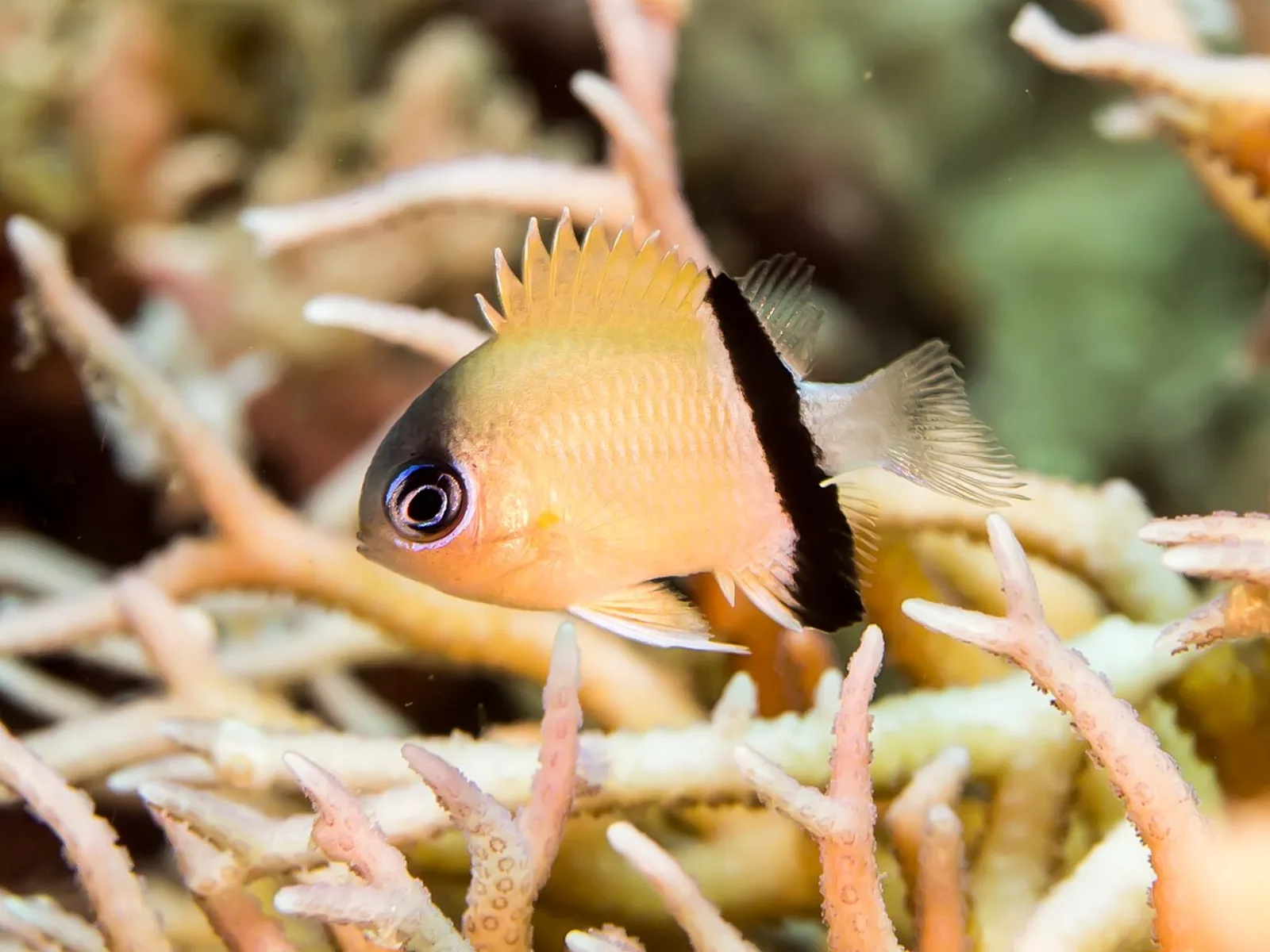 Black bar chromis