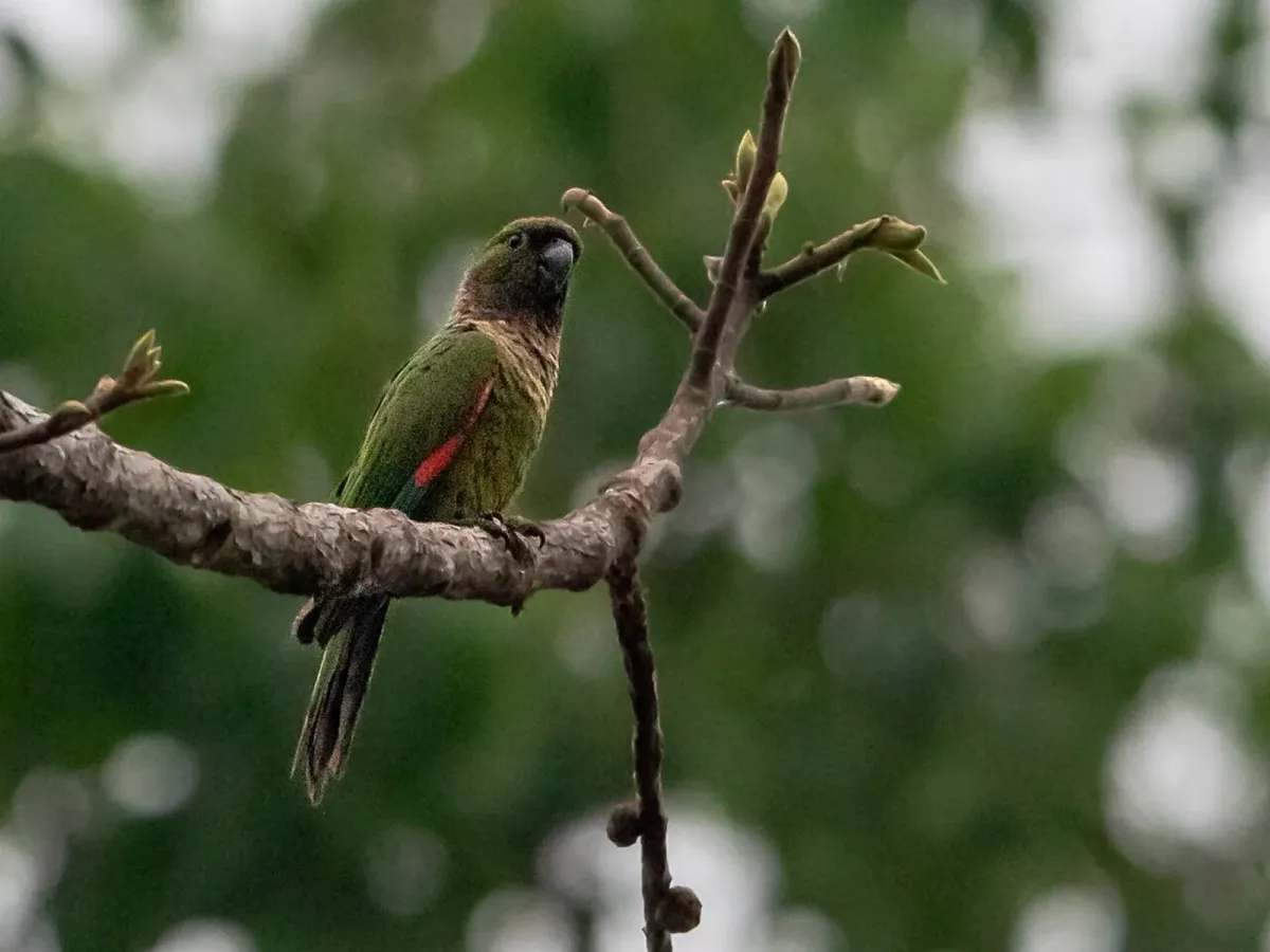 Black-capped parakeet