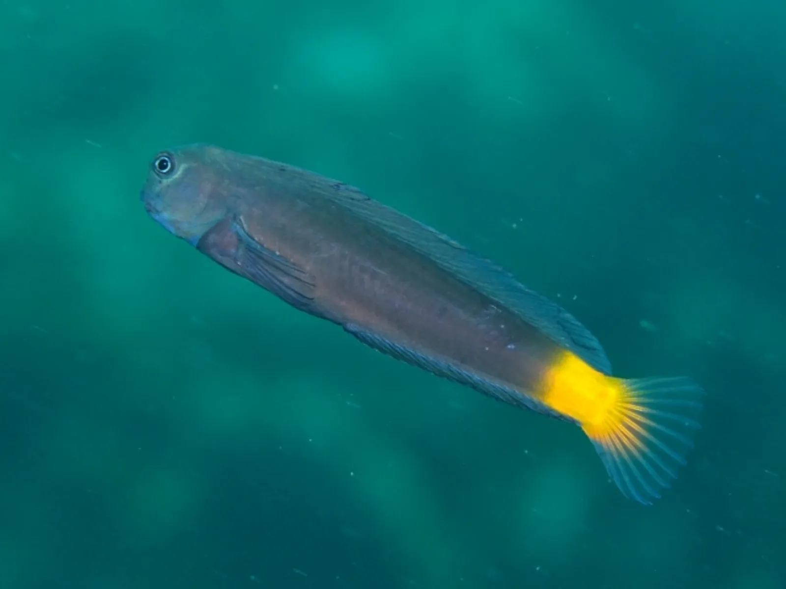 Black combtooth blenny