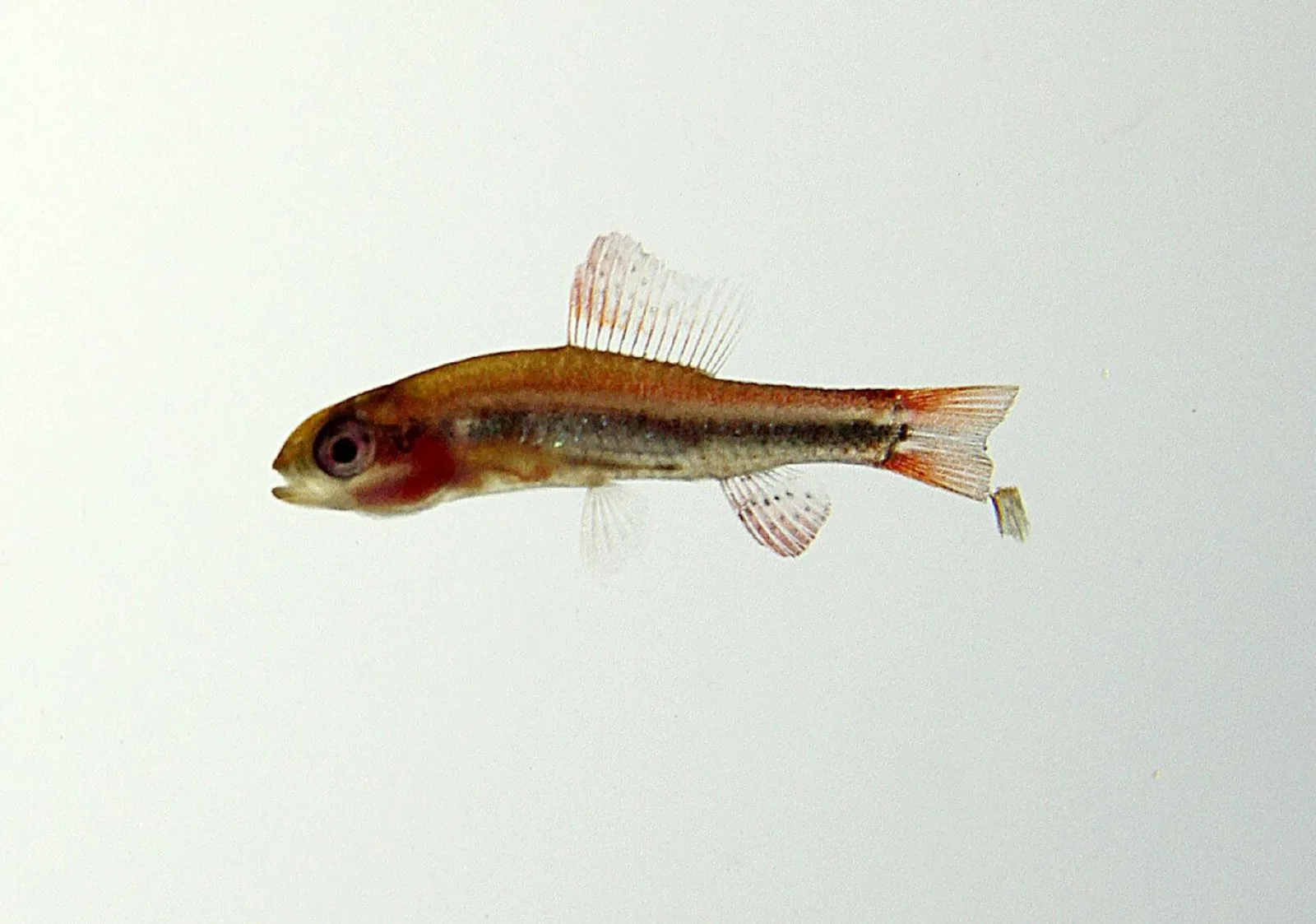 Black morpho tetra
