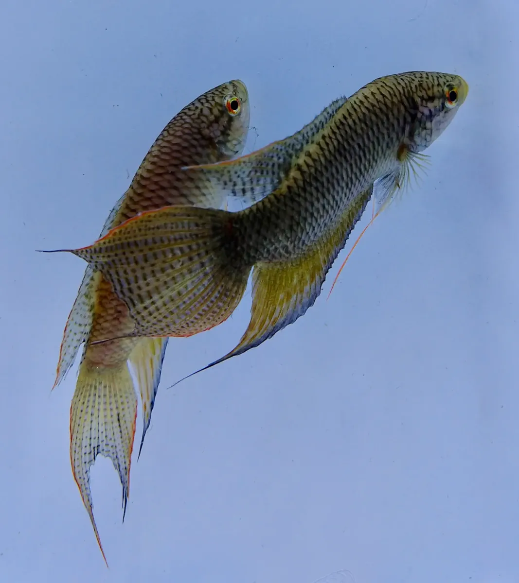 Black paradisefish