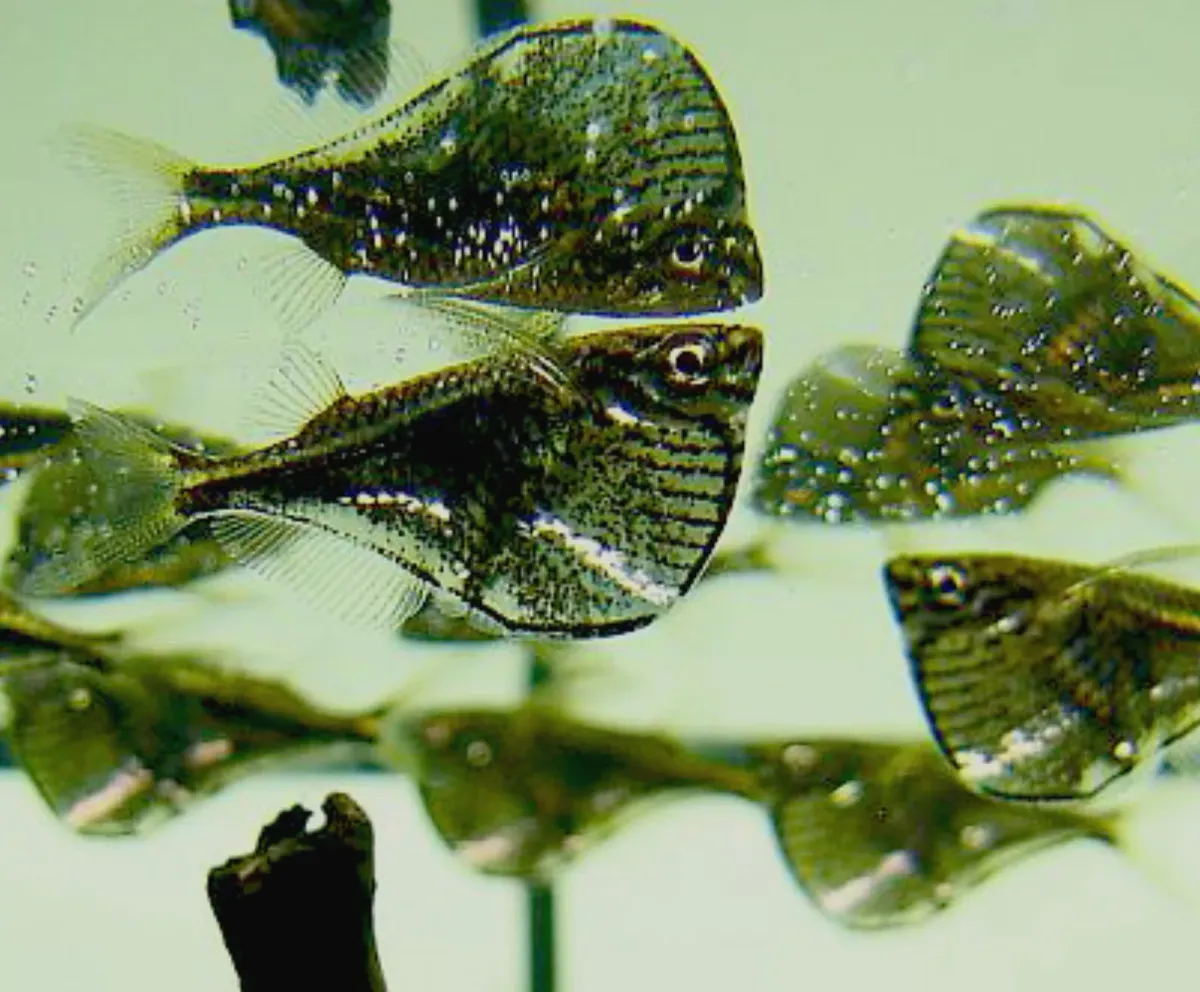 Black-winged hatchetfish