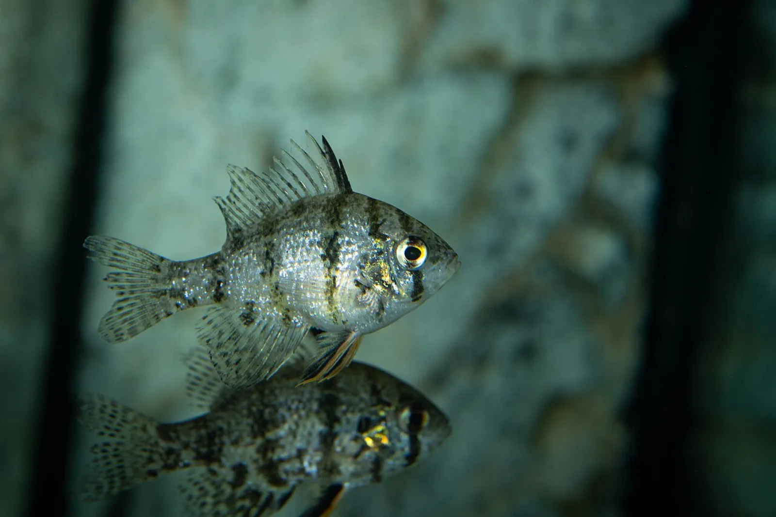 Blackbanded sunfish