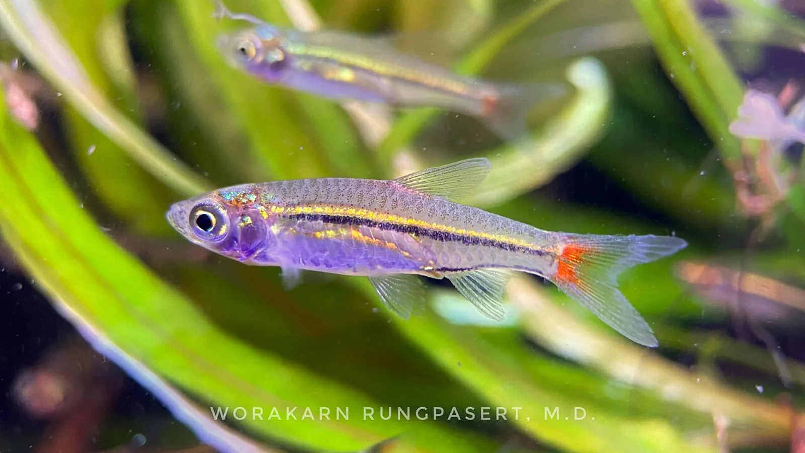 Blackline rasbora