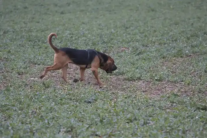 Bloodhound