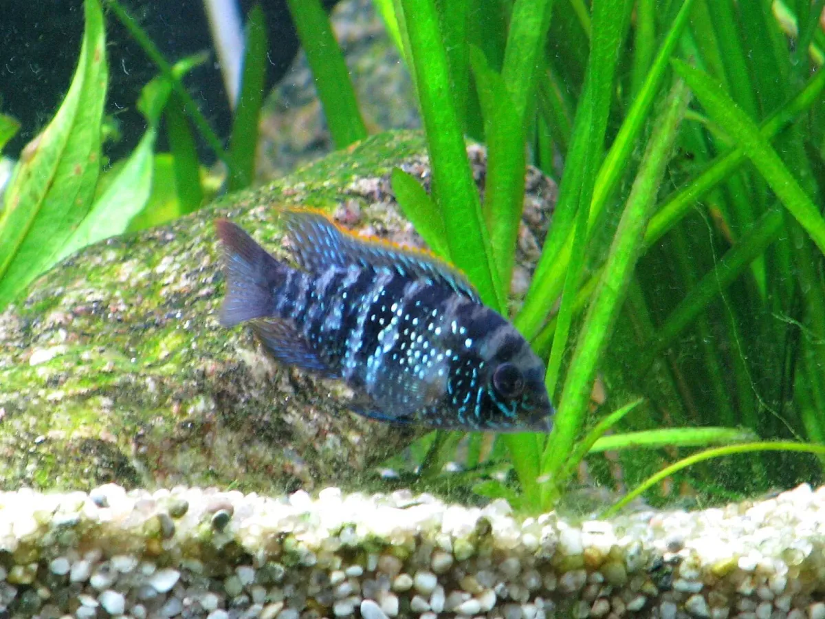 Blue acara