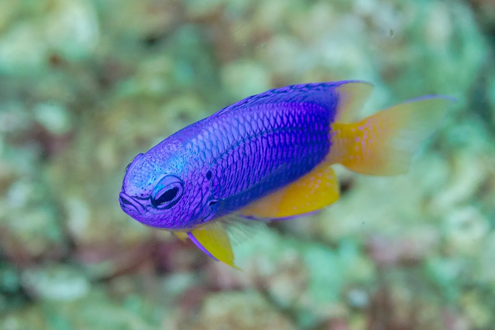 Blue and gold damsel