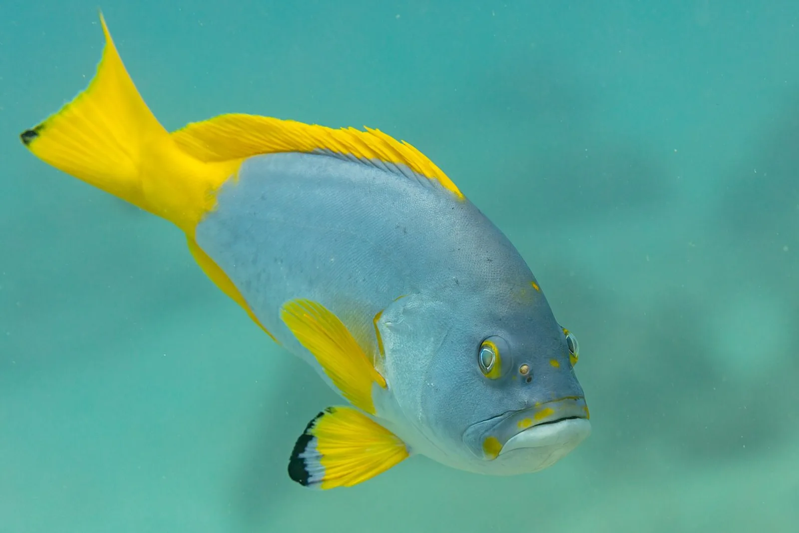 Blue and Yellow grouper